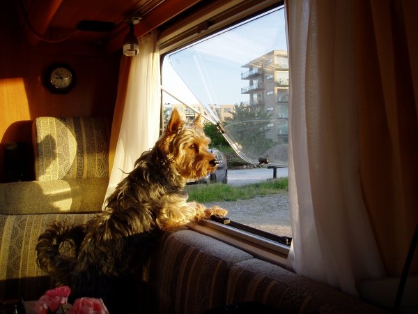 Charlie i husbilen.JPG