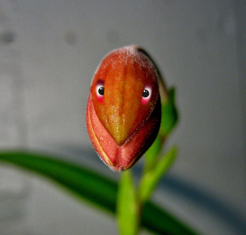 6 - Kopia.jpg 6 - Kopia.jpg