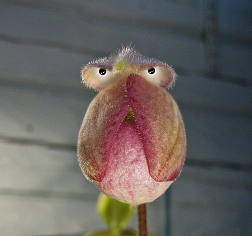 7 - Kopia.jpg 7 - Kopia.jpg