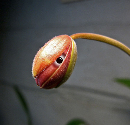 10 - Kopia.jpg 10 - Kopia.jpg