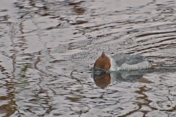 DSC_3212ccc.jpg DSC_3212ccc.jpg