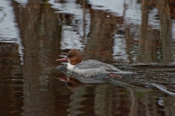 DSC_3227bb.jpg DSC_3227bb.jpg