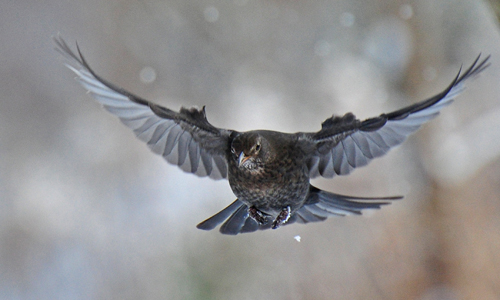 CSC_0012 - Kopia.JPG CSC_0012 - Kopia.JPG