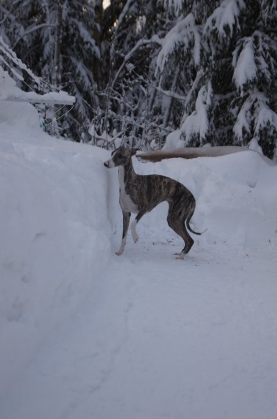 8januari2012 028.JPG