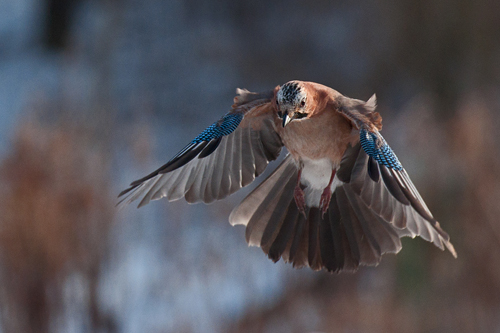 DSC_0104 - Kopia (2).jpg DSC_0104 - Kopia (2).jpg