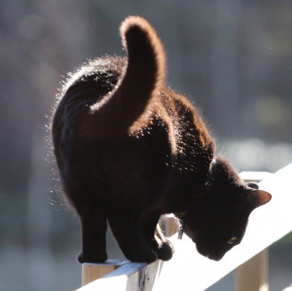 Millan i motljus 2 b.jpg