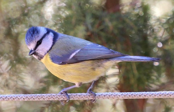 Blåmes på lina (1) b.jpg