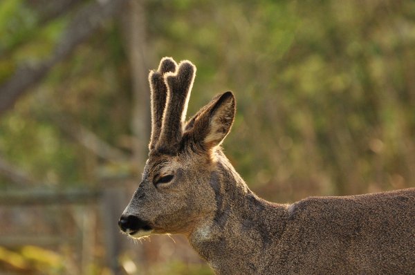 Drömmer igen1600.jpg