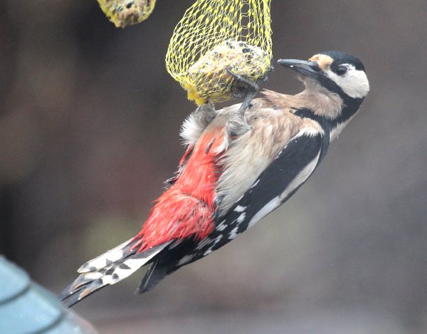 Våran hackspett.jpg