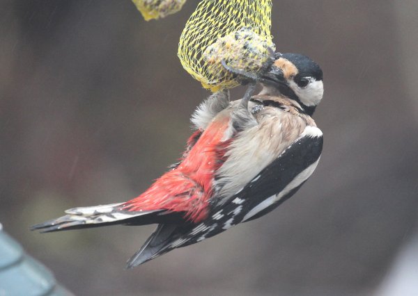 Våran hackspett 2.jpg