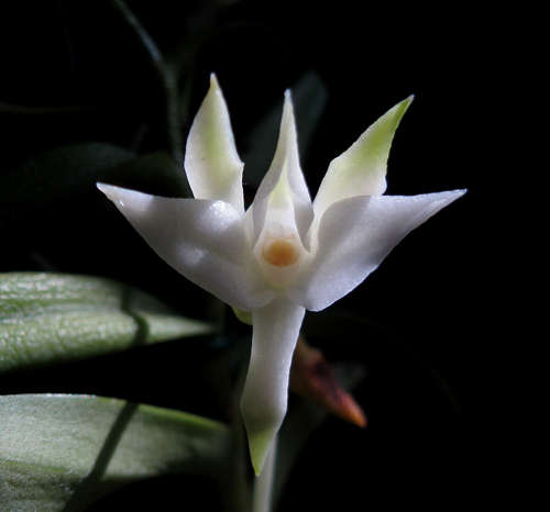 Angraecum florulentum.jpg