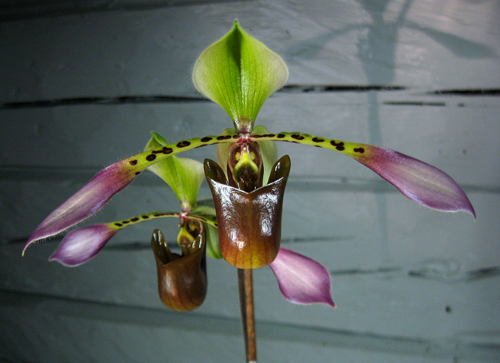 Paphiopedilum lowii.jpg