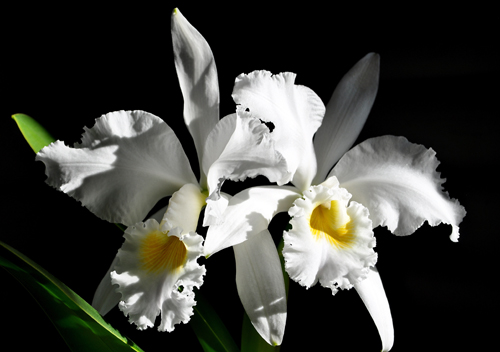 Cattleya gaskelliana var alba.jpg