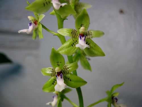 paradisanthus micranthus.jpg