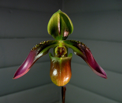 Paphiopedilum appletonianum var. hainanense.jpg