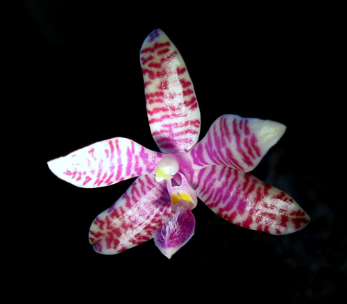 Phalaenopsis lueddemanniana.jpg