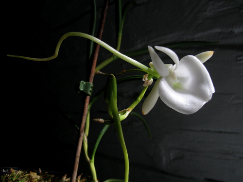 Angraecum scottianum..jpg