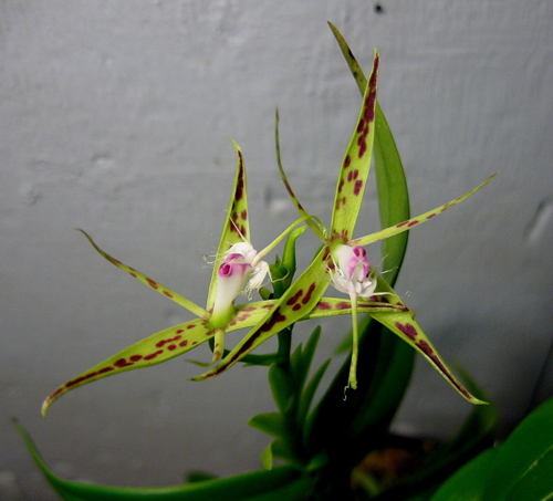 Epidendrum criniferums.jpg