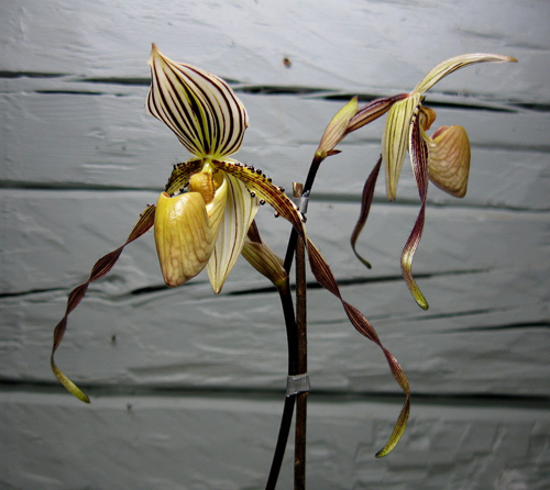 Paphiopedilum Moustasche . philippinense x Saint Swithin..jpg