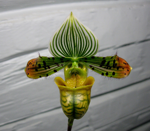 Paphiopedilum venustum.jpg