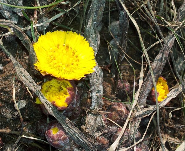 Tussilago-771480.jpg