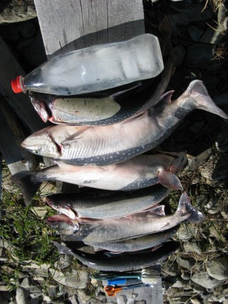 Lite överskott.jpg Lite överskott.jpg