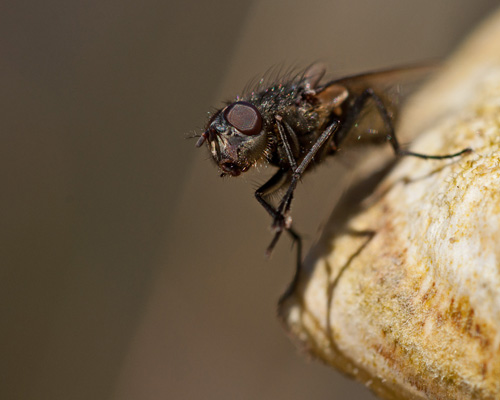 DSC_0095 - Kopia.jpg