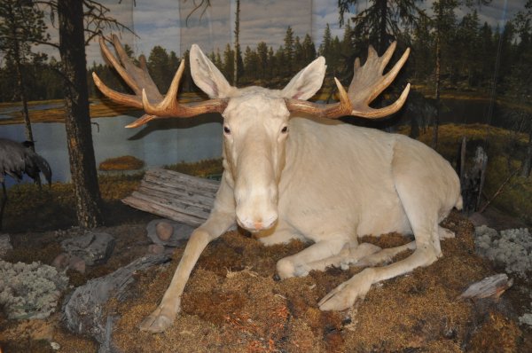 Vita-älgen.jpg Vita-älgen.jpg