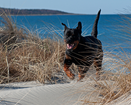 DSC_0350 - Kopia.jpg