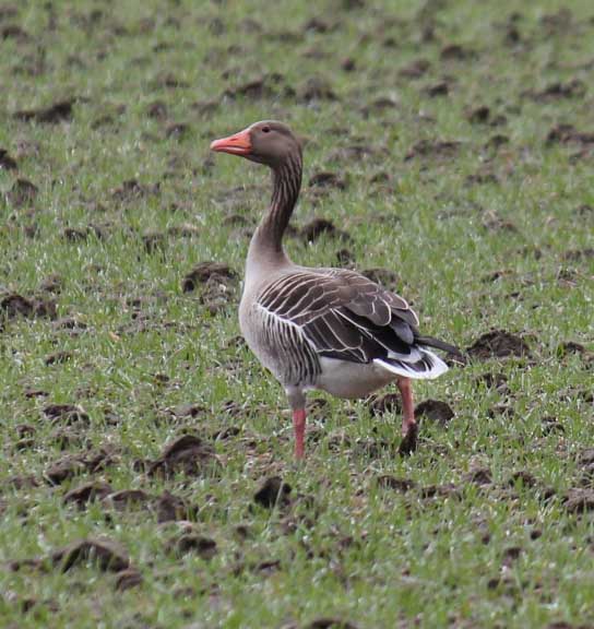 2012 natur sädgås.jpg