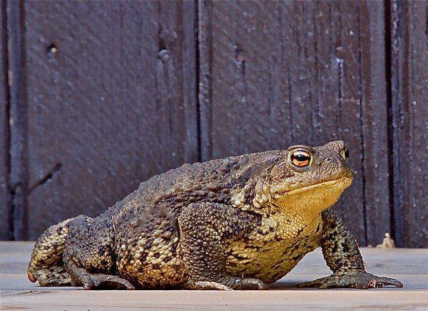 Sommarens husdjur.jpg Sommarens husdjur.jpg