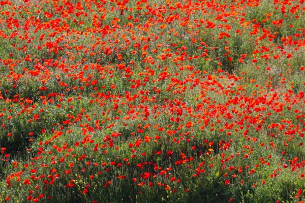 IMG_3847 (Large).jpg IMG_3847 (Large).jpg