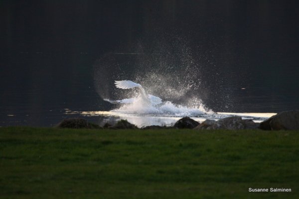 IMG_1961.JPG IMG_1961.JPG