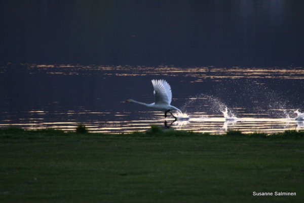 IMG_1972.JPG IMG_1972.JPG