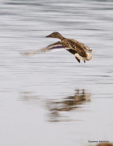 swaaaaaaaaaaaaaaaaaaan 046.JPG