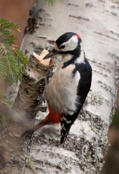 Facit 3020, större hackspett, hane (Large).jpg