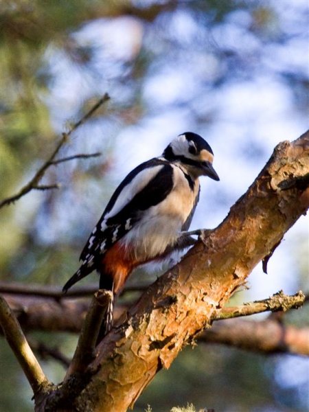 IMG_0438 (Large).jpg