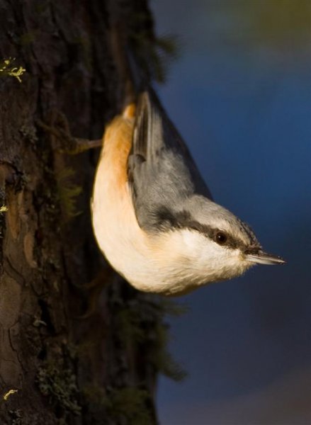 IMG_0122 (Large).jpg