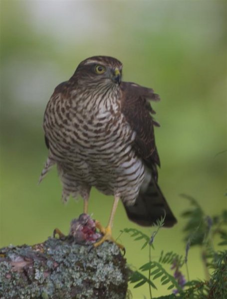 Gåta 5, art, 3p (Large).jpg