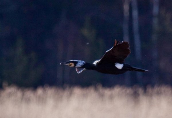 Gåta 10, 1p (Large).jpg