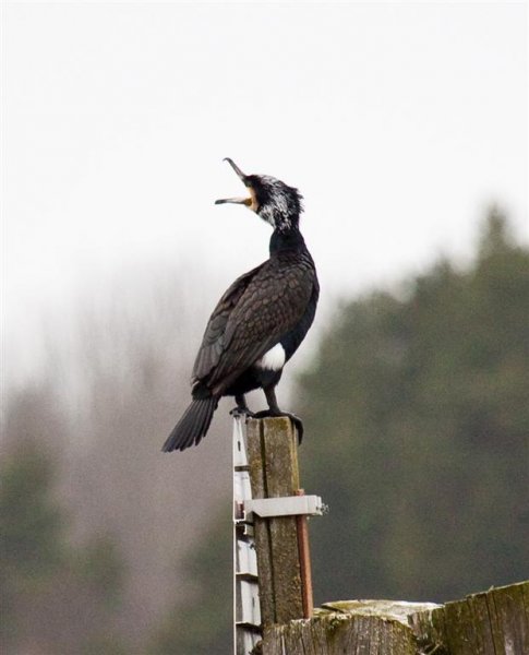 Gåta 10, facit (Large).jpg