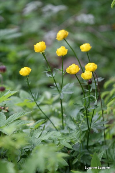 1-hhhh 016.JPG 1-hhhh 016.JPG