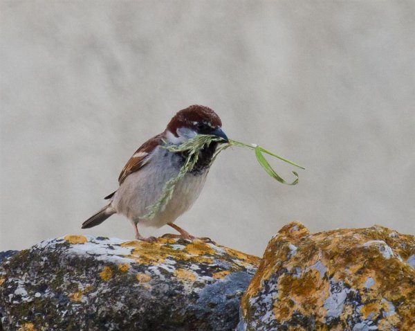 Gåta 4, ras, 3p (Large).jpg