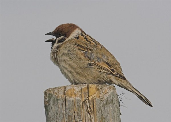 Juni 2005 (Large).jpg