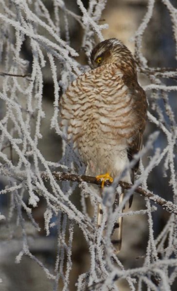 Gåta 3, art, 2p (Large).jpg