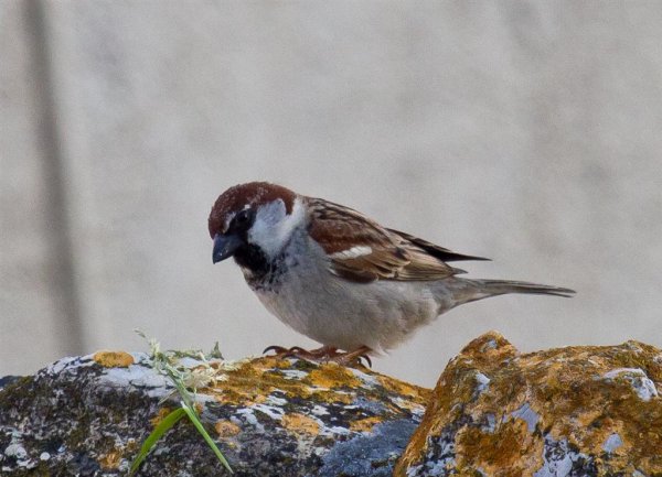 Gåta 4, ras, 1p, bild b (Large).jpg