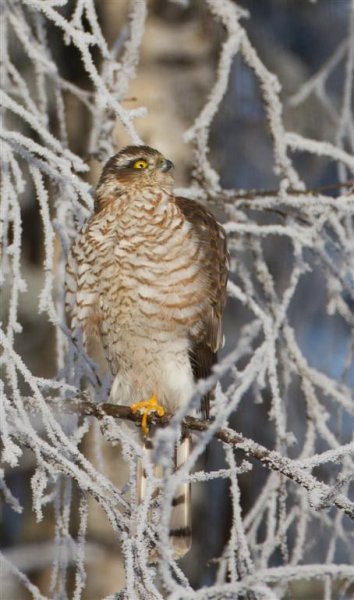 Gåta 3, facit, sparvhök (Large).jpg