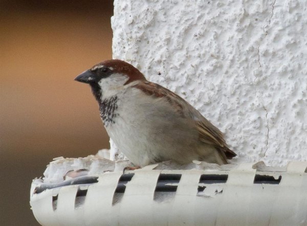 Gåta 4, facit, Italiensk sparv (Large).jpg