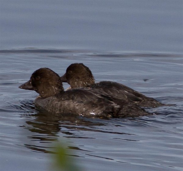 Gåta 6, art, 3p (Large).jpg