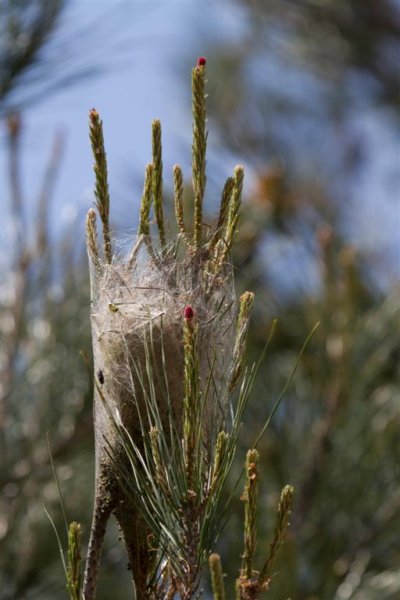 Gåta 7, underfamilj, 3p. Bortse från flugan. (Large).jpg
